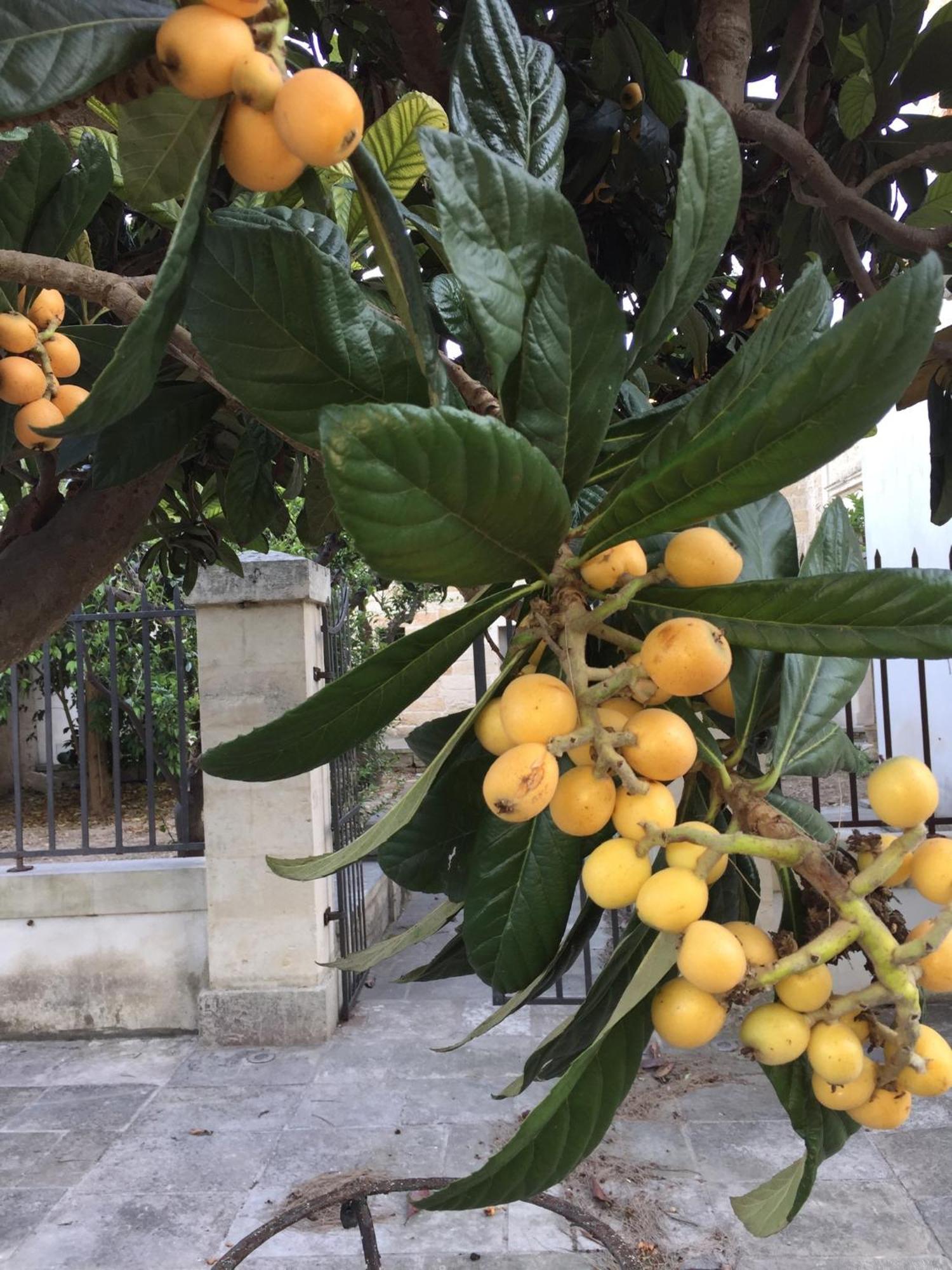 Palazzo De Carlo E Il Parco Dei 7 Pozzi Panzió Lecce Kültér fotó